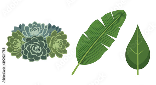 Green leaves, succulent plant, tropical foliage, vector icons