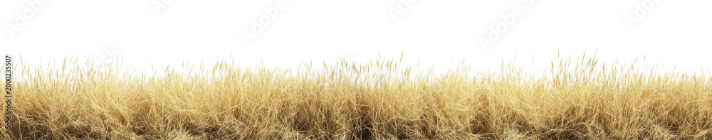 Obraz premium dry, golden brown grass against a transparent background. 