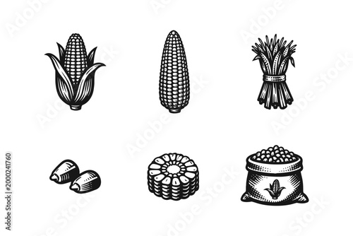 Photos Vintage corn illustrations showing different stages from harvest to kernels