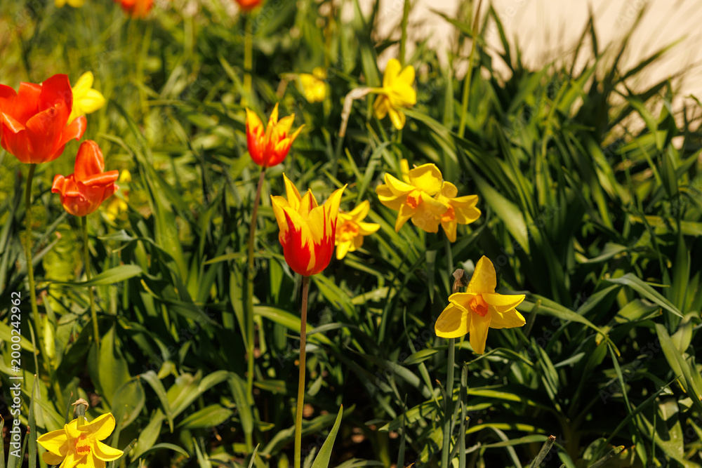Obraz premium Mixed tulips and yellow daffodils growing in lush green garden bed