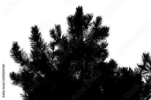 Black and white photograph of a pine branch in a natural forest landscape