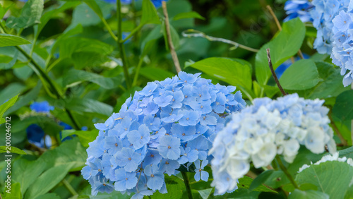 初夏の庭園に群生する鮮やかな青色の紫陽花。緑豊かな葉の間から顔を出す美しい花々と自然な光の描写。梅雨の季節を象徴する爽やかな日本の風景写真。背景やWebサイトのメインビジュアルに適した素材。
