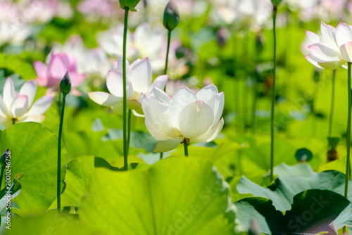 夏の太陽の下で白とピンクのコントラストが美しいハスの花が咲き誇る池の風景。真っ直ぐに伸びる茎と緑の葉が広がる幻想的で清らかな日本の夏の景色。伝統的な寺院や公園の風景を彷彿とさせる癒しの写真素材。