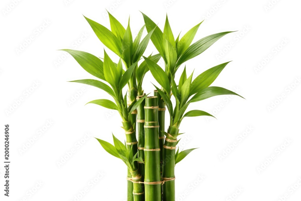 Obraz premium Fresh bamboo fortune plant with bright green leaves on white background