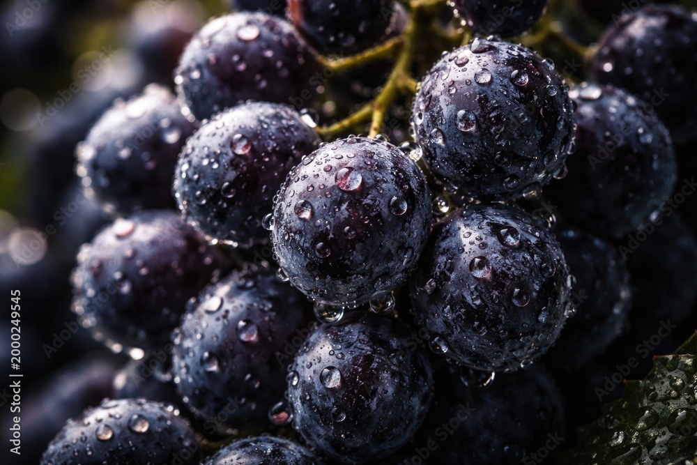 Obraz premium Intense close-up of dark purple grapes shining with water beads