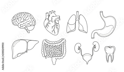 Continuous line human internal organ vector icons in black and white for healthcare and anatomy illustrations