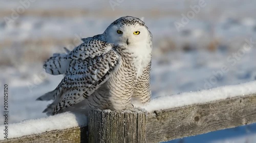 Snowy owl sitting on a wooden fence covered in frost in a winter field with snow blurred background