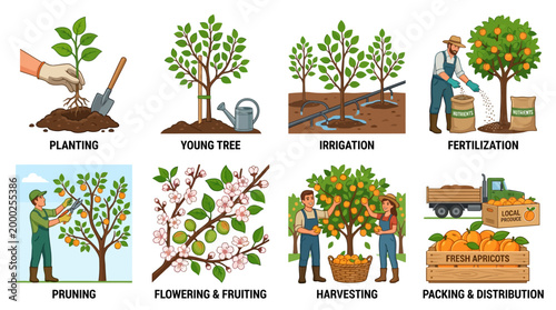 Illustrative sequence depicts the agricultural process from planting young trees, irrigation, and fertilization to pruning, flowering, harvesting, and final packing and distribution of fresh produce.