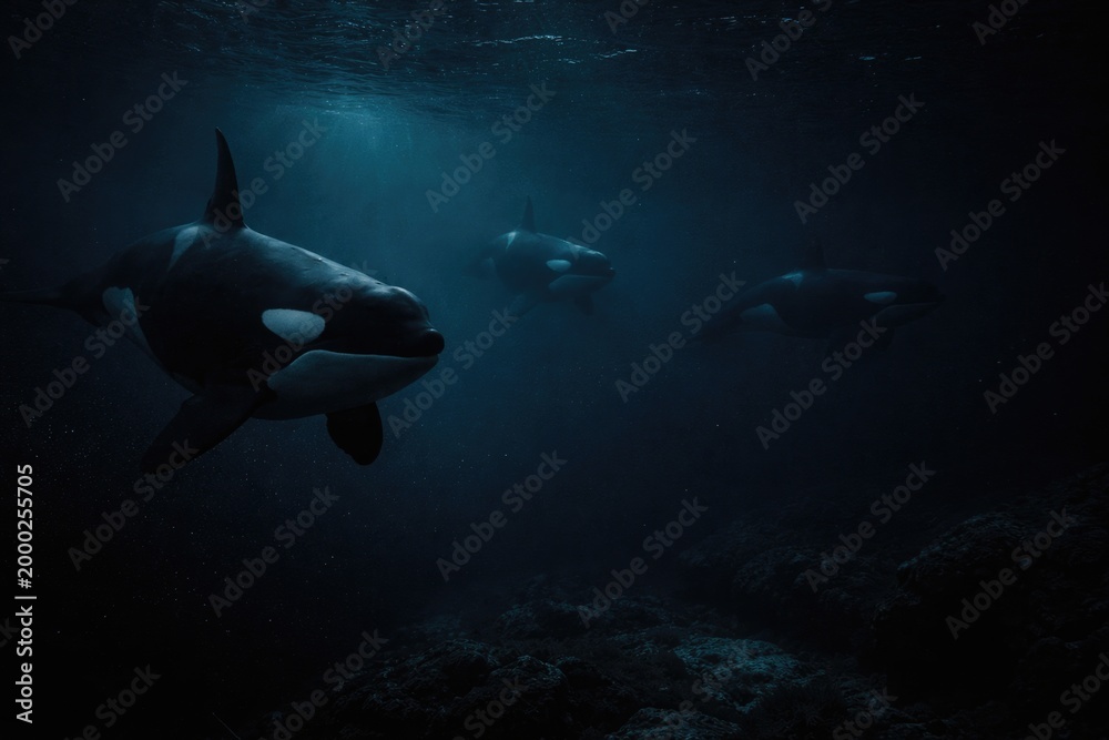 Fototapeta premium Orcas exploring dark marine environment at night with copy space for text