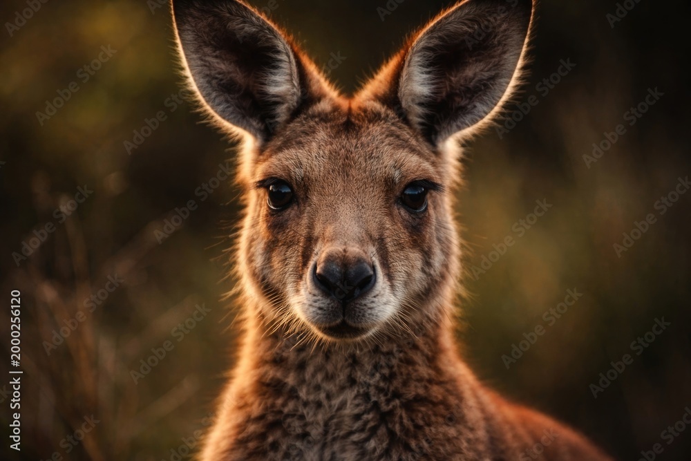 Fototapeta premium Alert kangaroo with focused expression in intimate portrait view