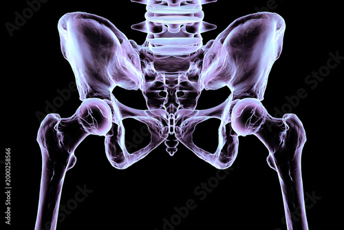 Normal healthy hip joints, 3D illustration