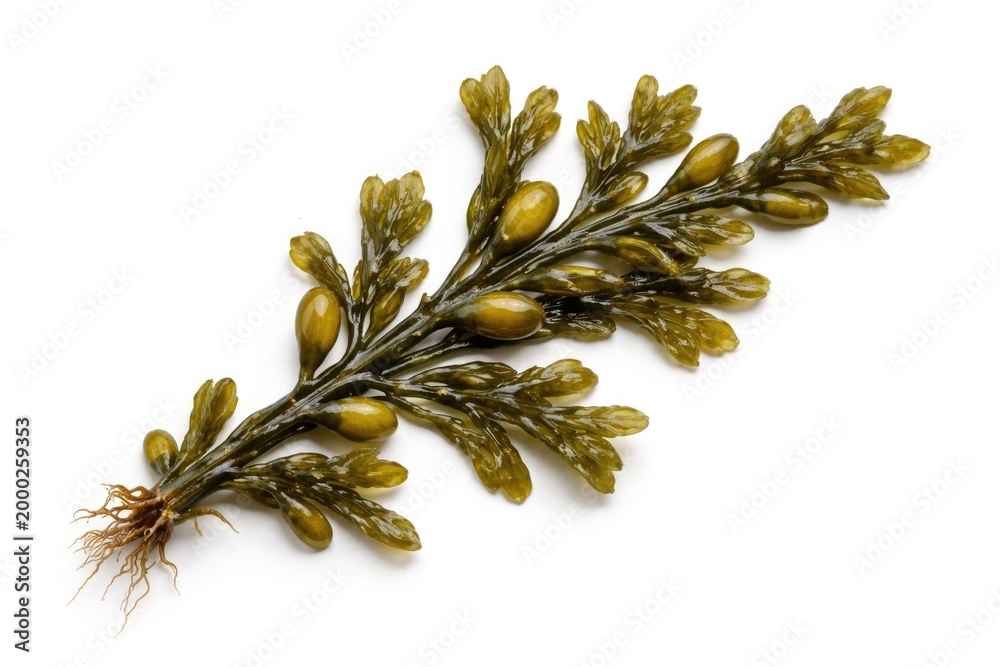 Obraz premium Fucus vesiculosus seaweed strand highlighted on clean white background