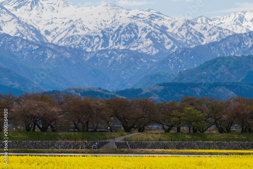 Cherry Blossoms and Snow-Capped Mountains