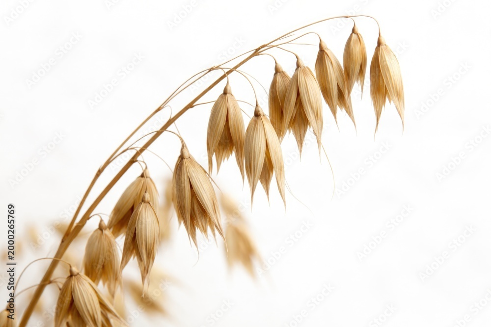 Fototapeta premium Close-up view highlighting the texture of a dried oat stalk on a plain white backdrop