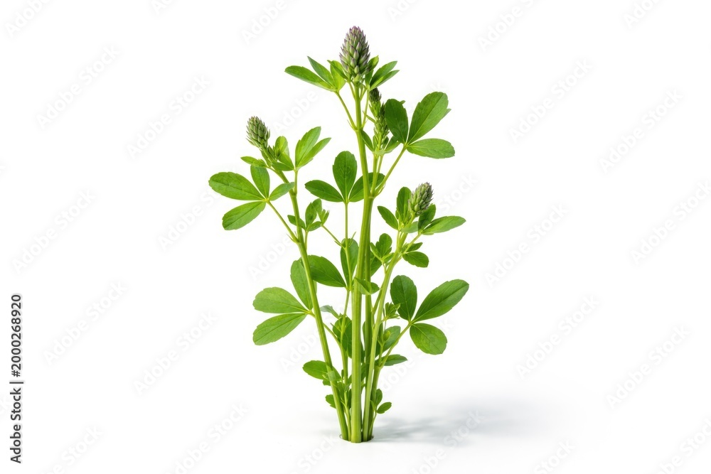 Fototapeta premium Isolated alfalfa stalks in sharp focus on a white studio background