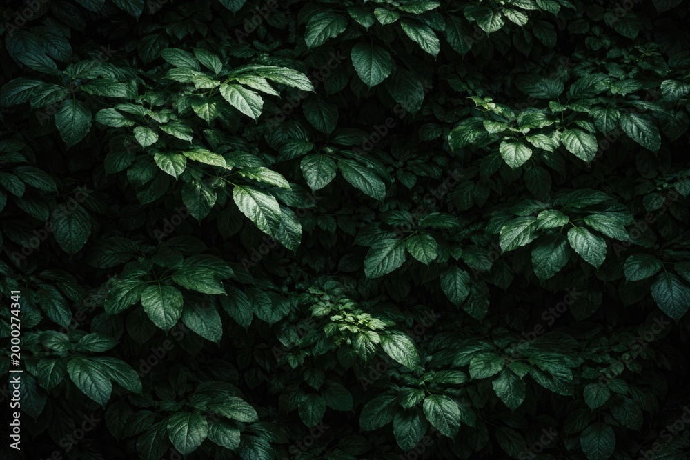 Obraz premium Dark green textured foliage background illuminated by soft daylight