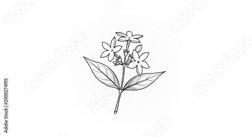 Delicate Hand-Drawn Illustration of Jasmine Flowers with Detailed Petals and Leaves.