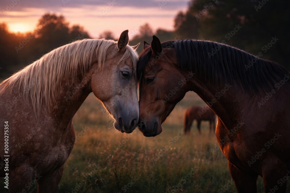 Naklejka premium Gentle horses nuzzling affectionately in a serene pasture at twilight