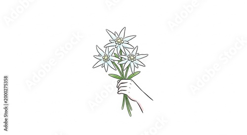 Delicate Hand Holding a Bouquet of Beautiful White Edelweiss Flowers.