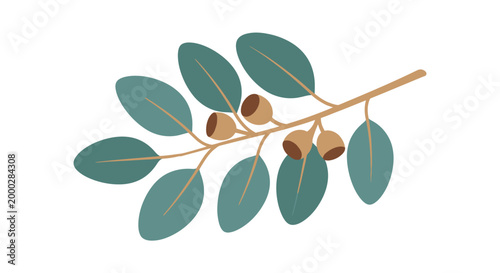 Stylized eucalyptus branch illustration with leaves and seed pods on white background