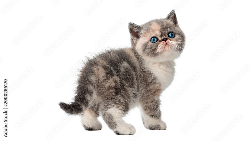 Obraz premium Cute kitten looks upward with bright blue eyes and fluffy fur in a studio setting during daytime isolated on transparent background cut out