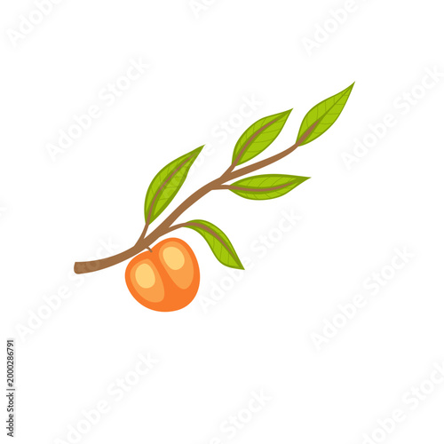 Fresh Apricot Quarter Slice