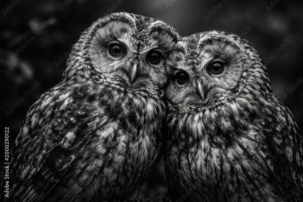 Fototapeta premium Artistic monochrome portrayal of two owls sitting closely together