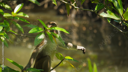 Canvas Print Wild macaque monkey sitting on a branch in a tropical mangrove forest