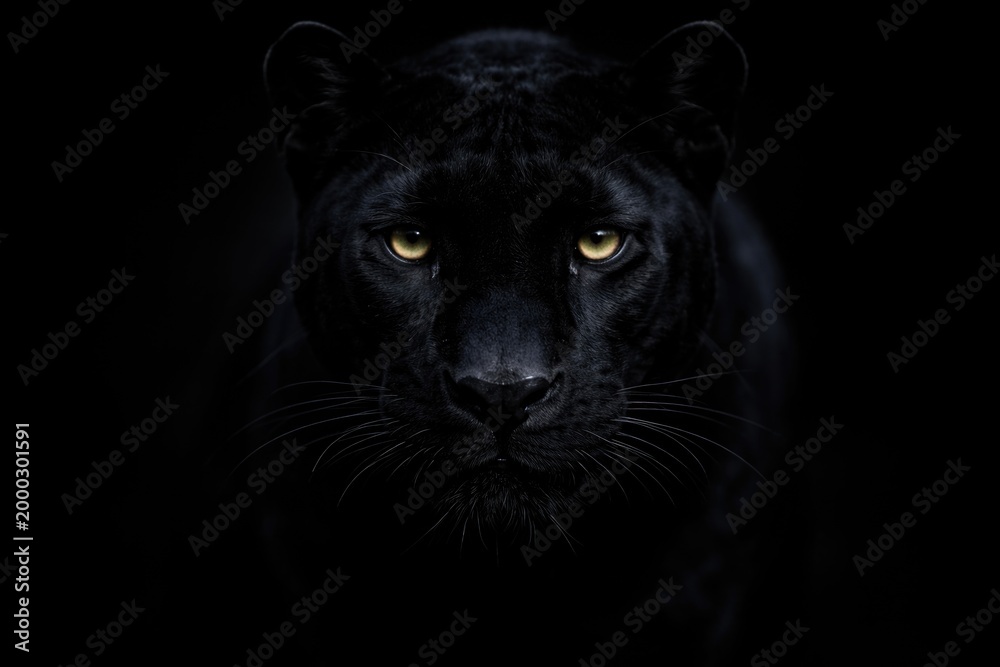 Obraz premium Deep black background highlighting a stealthy panther face in shadow