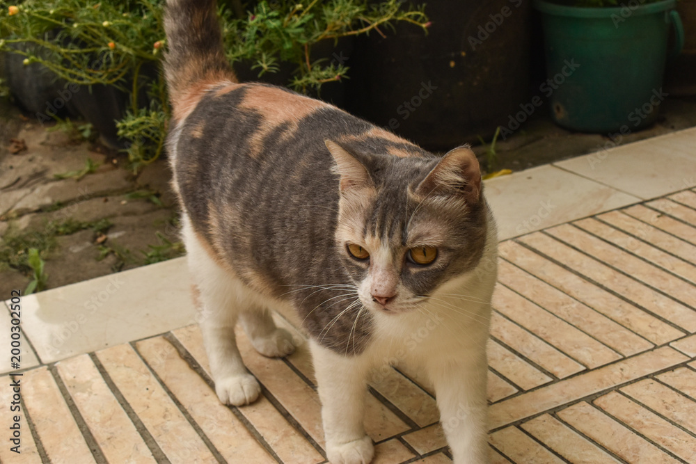Fototapeta premium Calico Tabby Cat Standing On Patio Tiles