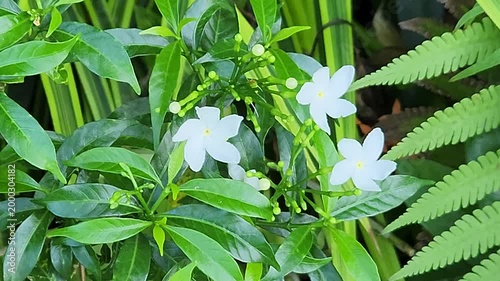 Beautiful White Flowers Blooming in Soft Natural Light