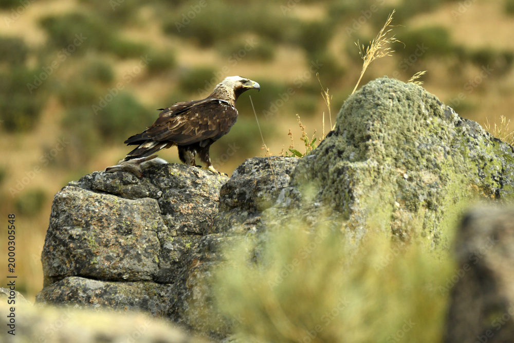 Fototapeta premium aguila imperial en la sierra