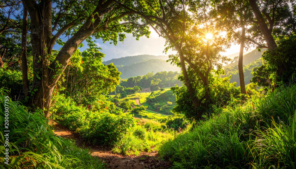 Fototapeta premium Lush green forest landscape with a winding path leading to a sunlit valley at dawn