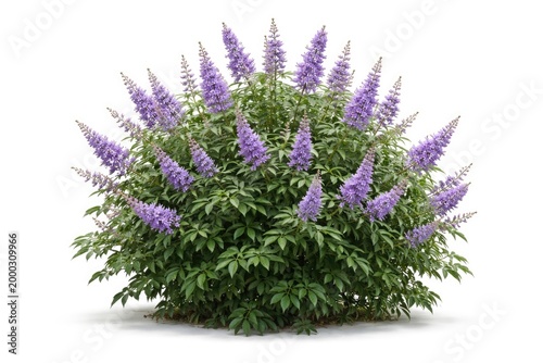 Decorative Vitex agnus castus shrub displaying colorful purple flowers and green leaves isolated on white