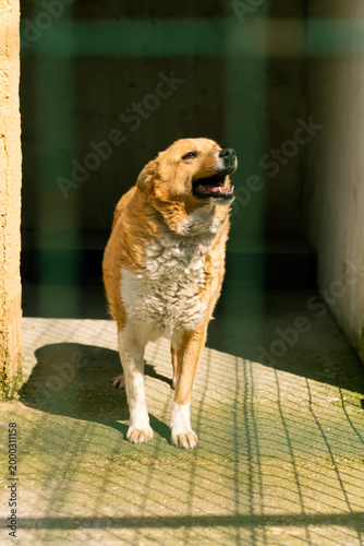 Quadro su tela A closeup photo of a brown stray dog's face behind the wire fence in an animal s