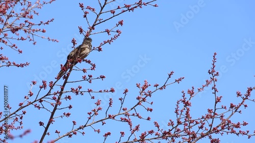 Brown-eared Bulbul Perching Then Flying Into Blue Sky