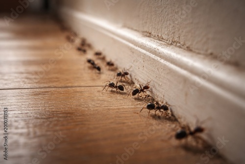 Detail of ants navigating along wall edges and baseboards inside house