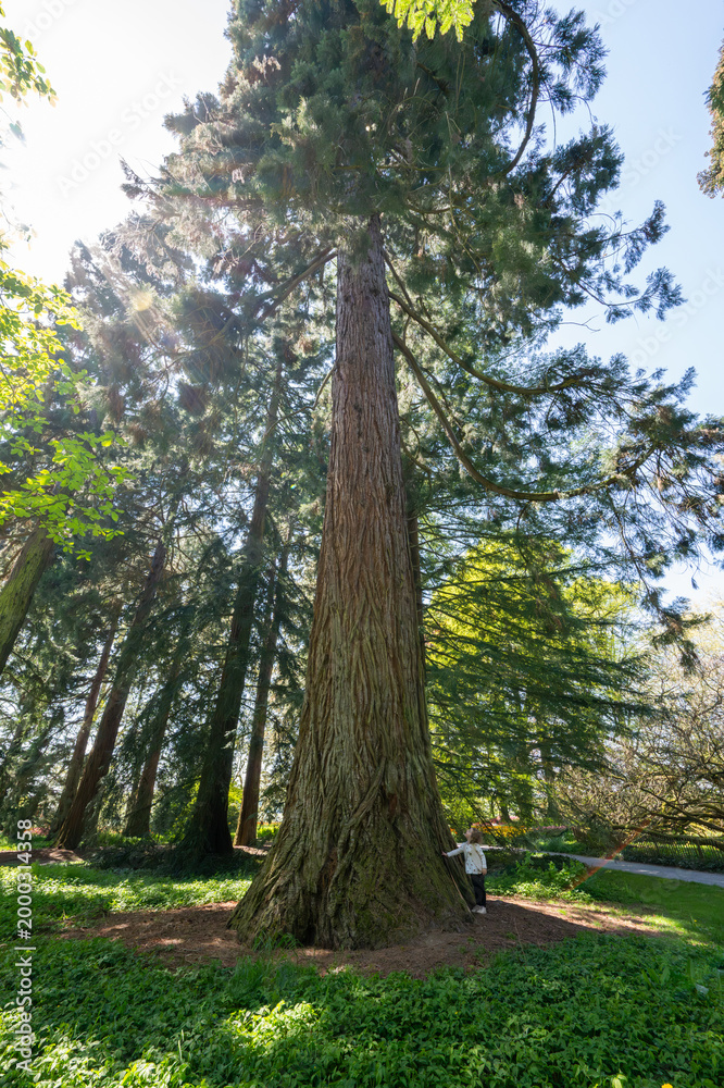Fototapeta premium Child marveling at giant sequoia tree on mainau island