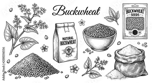 Buckwheat set plant seed grain sack bag bowl vintage engraving