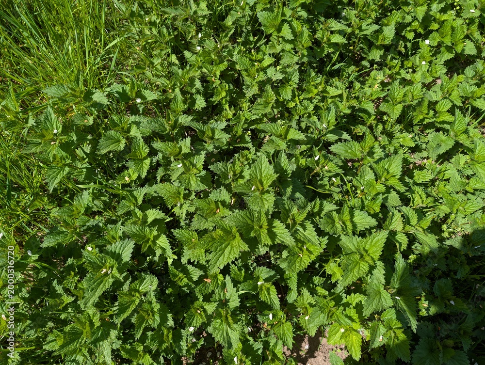 Fototapeta premium Brennnessel, Kräuter, Heilpflanze, Natur, Garten