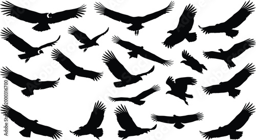 Bird of prey silhouette vector illustration set, large raptor icons with dynamic wing positions representing wildlife, flight and nature themes
