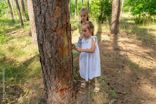 Two children in summer looking examining tree bark through magnifying glass while exploring forest nature and environment on sunny day