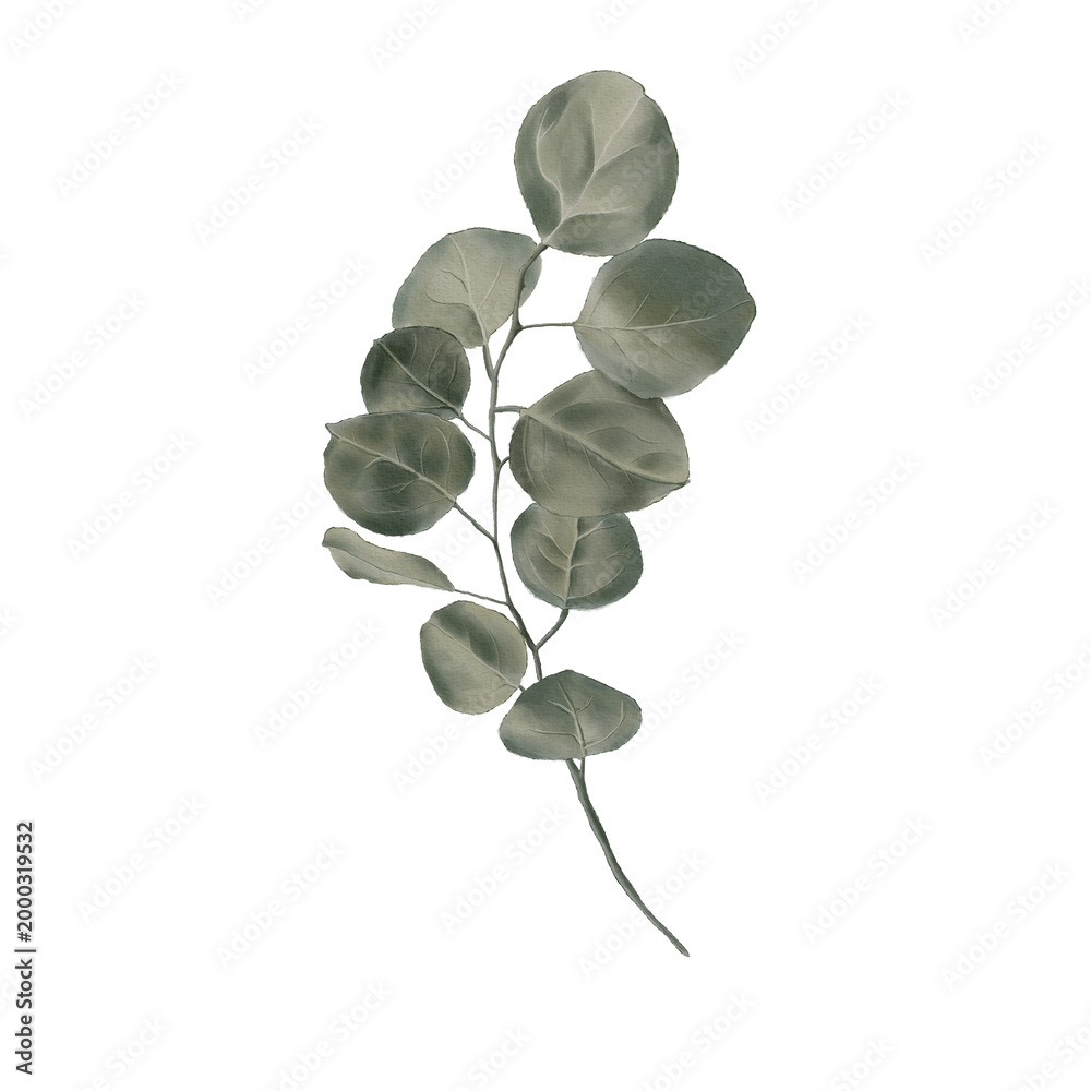 Obraz premium Full eucalyptus branch lush greenery realistic botanical element