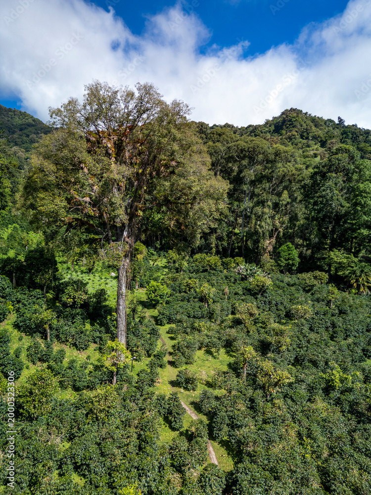 Fototapeta premium Dense coffee farm plantations sprawling across the green mountainsides of Boquete in Chiriqui, Panama, with a large tree rising prominently above the crop canopy under a blue sky - stock photo