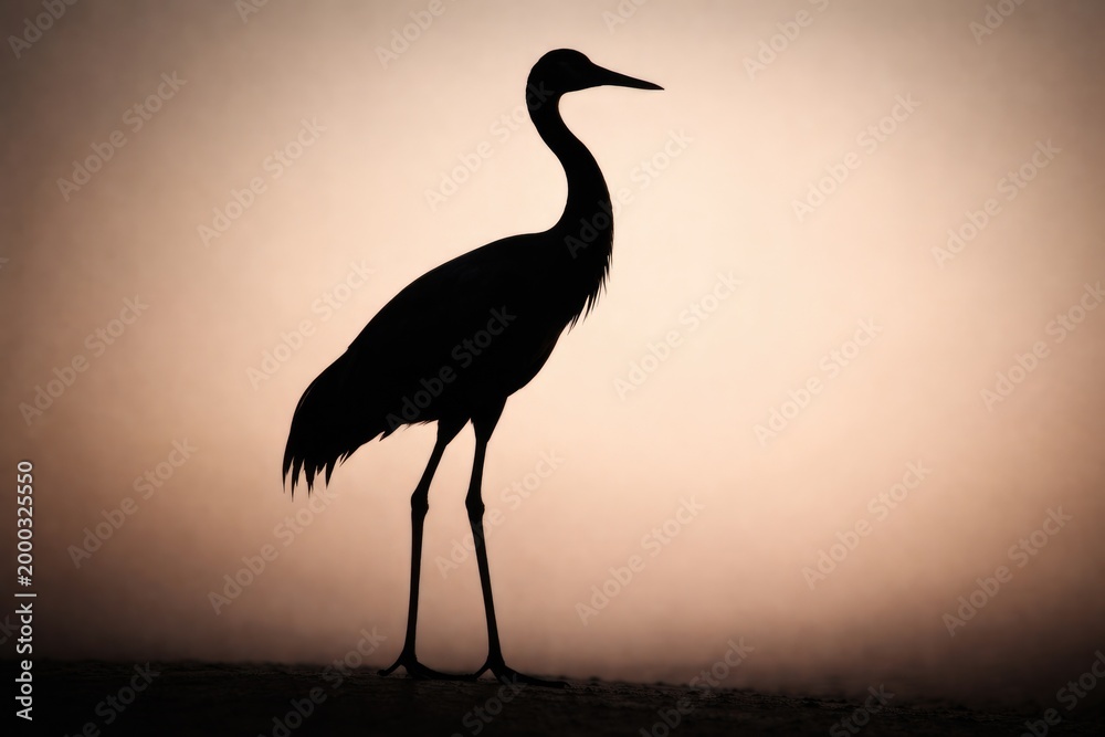 Fototapeta premium Dark crane bird silhouette standing tall with a smooth neutral backdrop