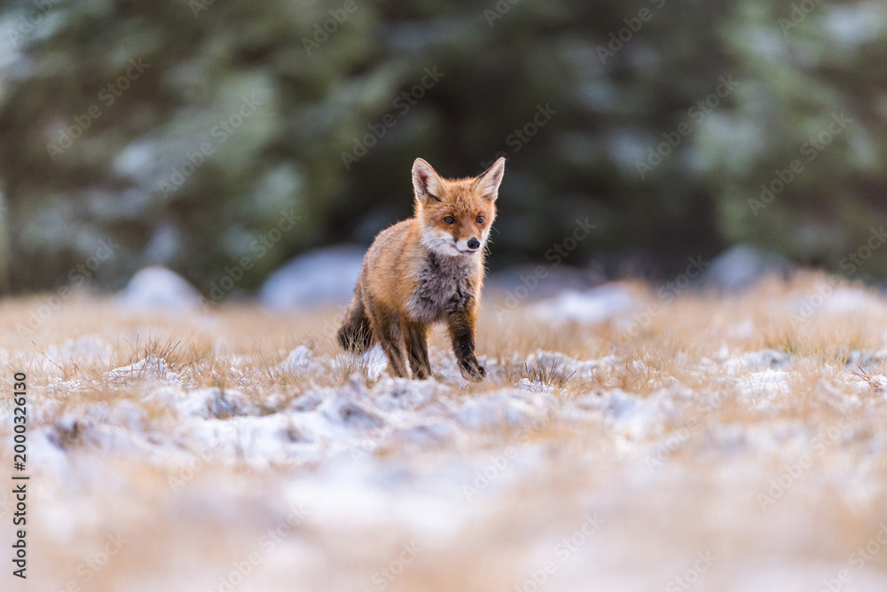 Obraz premium Cute Red Fox, Vulpes vulpes in fall forest. Beautiful animal in the nature habitat. Wildlife scene from the wild nature. Red fox running in orange autumn leaves