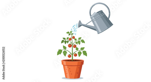 A terracotta pot containing a growing tomato plant with red fruits is being watered from a silver watering can against a white background.