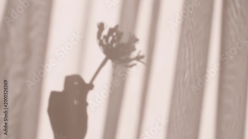The girl holds a flower in her hand. Transparent soft light and shadow from from leaves of the peony on wall. Product presentation, mockup for advertising. High quality 4k footage