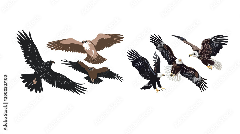 Fototapeta premium Vector art of birds of prey eagle hawk falcon vulture illustration majestic raptor set wildlife collection detailed minimal design