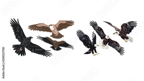 Vector art of birds of prey eagle hawk falcon vulture illustration majestic raptor set wildlife collection detailed minimal design
